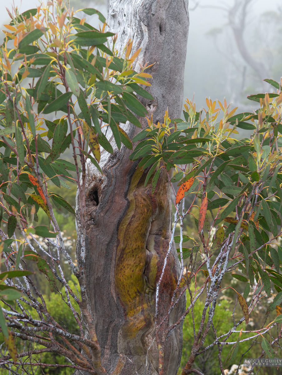 photograph of Tasmanian snow gum detail